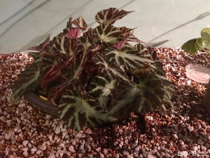 科博館推出秋海棠特展介紹新育種成功的品種。（記者賴淑禎攝）