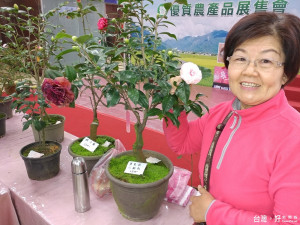 陳月琴指著同時嫁接兩個品種小桃紅和黑貝拉的茶花歡迎民眾到大溪來賞花