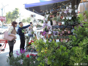 春節旅遊何處去？　花在彰化歡迎民眾閤家賞花走春