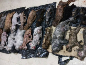 動保處經循線於萬里查獲23隻狗死亡。（圖／動保處提供）