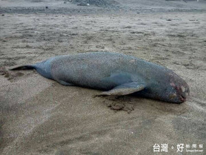 今年第1起的鯨豚擱淺通報，死亡的露脊鼠海豚，是隻母的幼體。（圖／動保處提供）