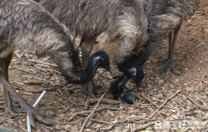 第二大鳥類「鴯鶓」動物園將添新成員