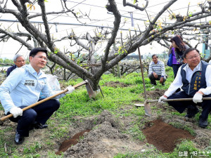 市長林佳龍（左）、農業局長王俊雄到石岡區，參觀第一屆「農業賢拜」賴永進班長的梨園。（記者黃玉鼎攝）