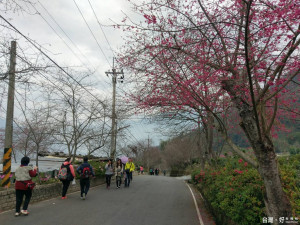 山區道路狹小，大家遵守交通規則，不任意停車，即可在信義鄉草坪頭悠閒賞櫻。