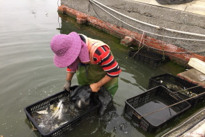 網罟抓魚蝦是台灣古老行業之一，寒流或颱風來襲，魚蝦貝類等海產會集體游向大海深層取暖，網罟漁民就在牠們游走河道置網撈捕，這波寒流對網罟業者來說是大豐收，業者們個個樂不思蜀忙著整理歸類魚蝦，老饗們早就等候購買現撈魚貨。(記者/黃芳祿攝)