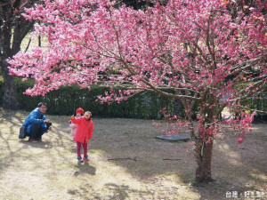 春天正值奧萬大櫻花盛開季節，處處瀰漫著櫻花盛開的春天繽紛訊息。
