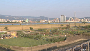 三重河濱公園草坪　李坤城爭建標準足球場