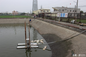 斗南鎮快樂釣場龍膽石斑魚大量暴斃。（記者簡勇鵬攝）