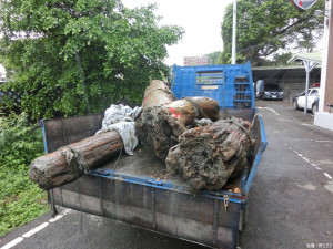 大溪警分局查獲珍貴林木，偵訊後將嫌犯究辦。(記者陳寶印攝)
