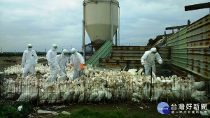 「禽」況惡劣　芳苑鄉肉鴨場撲殺1277隻肉鴨