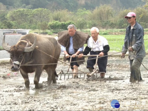 春耕時節水牛犁田 縣長下田重溫舊夢