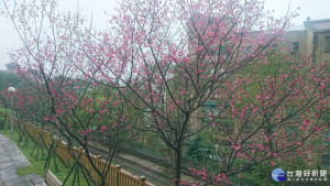 小坑一號公園的櫻花開放情形（圖／公園處提供）