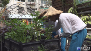 回收廚餘變有機肥料　供民眾免費種菜