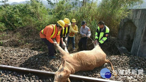 台東6隻牛闖鐵道遭撞死　區間車受損嚴重（圖／台鐵提供）