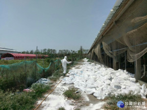 業者主動通報土雞染禽流感 家畜所完成撲殺作業