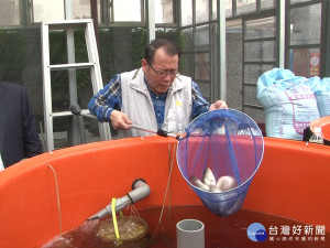 樹下里魚菜共生 魚肥菜美超誘人