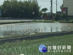 台中市外埔區水美里白鷺鷥保護區，二十年前失去了鳥蹤，刻雖分

佈在大安林區等地，保育人士擔心牠們再受騷擾，籲請有關單位費心

研究保護。（記者陳榮昌攝）