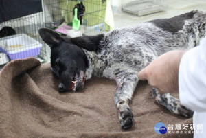 飼主疏失讓狗狗泡水被雨淋　動防所開罰飼主12日結案 (示意圖，與本新聞無關)