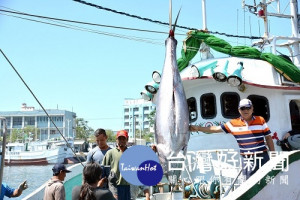 2017屏東黑鮪魚文化觀光季第一鮪驗明正身（圖／屏東縣政府觀光傳播處提供）
