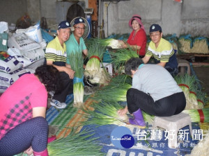 大安農會一口氣高價收購十二公噸大安蔥，以穩住價格暴跌，保障蔥

農利益，農會幹部並協助清洗裝車，運到加工廠，照顧農民措施，令農民十分感激。（記者陳榮昌攝）