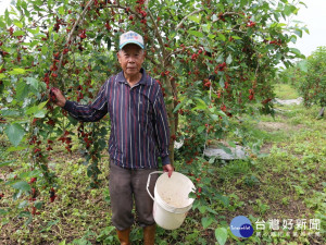 大里桑椹開放採果。（圖／林重鎣攝）