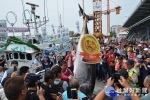 今年屏東縣黑鮪魚文化觀光季展開以來，「第一鮪」已確認是東港籍漁船「德鴻發號」於4月20日捕獲，重達231.4公斤。（圖／屏東縣觀光傳播處）