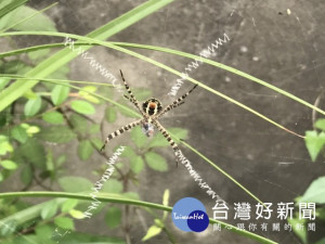大甲區岷山里一空地，發現小蜘蛛用五天，織了四條很明顯不成文

的英文，是預言、求偶?眾說紛紜嘖嘖稱奇。（記者陳榮昌攝）