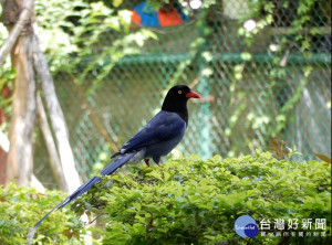北市動物保護處近日接獲通報，在士林區的鄰里公園與中山區的忠烈祠內，有台灣藍鵲飛撲路人或遊客的案件發生。動物保護處表示，究其原因在於台灣藍鵲因處繁殖期，因護巢本能而出現從行人與遊客後方拍擊頭、肩的行為。（圖／台北市動物保護處）