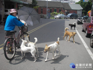 「毛小孩」亂竄毀掉一個家庭　飼主依過失罪嫌函送法辦