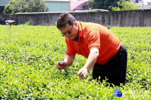 謝棨安常自己巡視茶園，要有良好管理才能製好茶。（記者扶小萍攝）