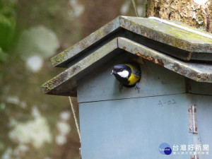 奧萬大鳥巢箱監測計畫，是目前國內鳥類繁殖參數監測累積最久的一項研究。