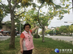 興大園道的阿勃勒美不勝收