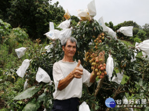 大里旺荔將上市。林重鎣攝