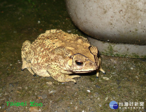 黑眶蟾蜍（圖／臺北市立動物園提供）