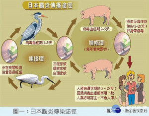 疾管署指出，台灣日本腦炎流行季集中在每年5至10月，6至7月為流行高峰。（圖／屏東縣衛生局）