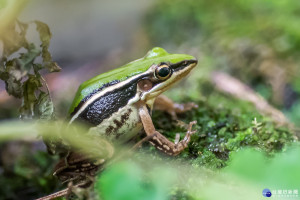 梅雨季進入繁殖期　台北赤蛙產卵量、孵化率較往年提升（圖／台北市立動物園）