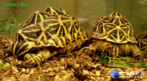 緬甸星龜四肢放鬆睡著了（圖／臺北市立動物園提供）