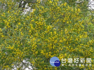 台中鐵砧山滿山相思林開滿金黃花色，美不勝收，遊客觀賞別有一

番風味，而流連忘返。（記者陳榮昌攝）
