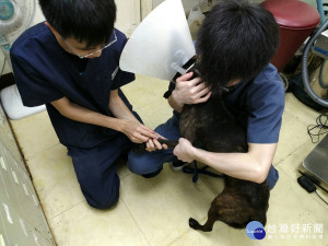 狗狗抽血檢驗（圖／臺北市動物保護處提供）