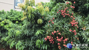 梅雨滯留中部荔枝園大落果　今年恐有錢也買不到