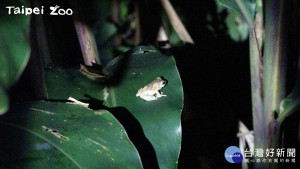 面天樹蛙（圖／台北市立動物園提供）