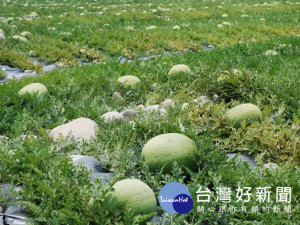
大甲、大安兩溪，河床上種植的西瓜即將成熟，由於有連續大豪雨侵

襲報導，瓜農深恐苦心種植的西瓜遭大水之害，幾天來天未破曉就出動大批人員搶收。（記者陳榮昌攝）