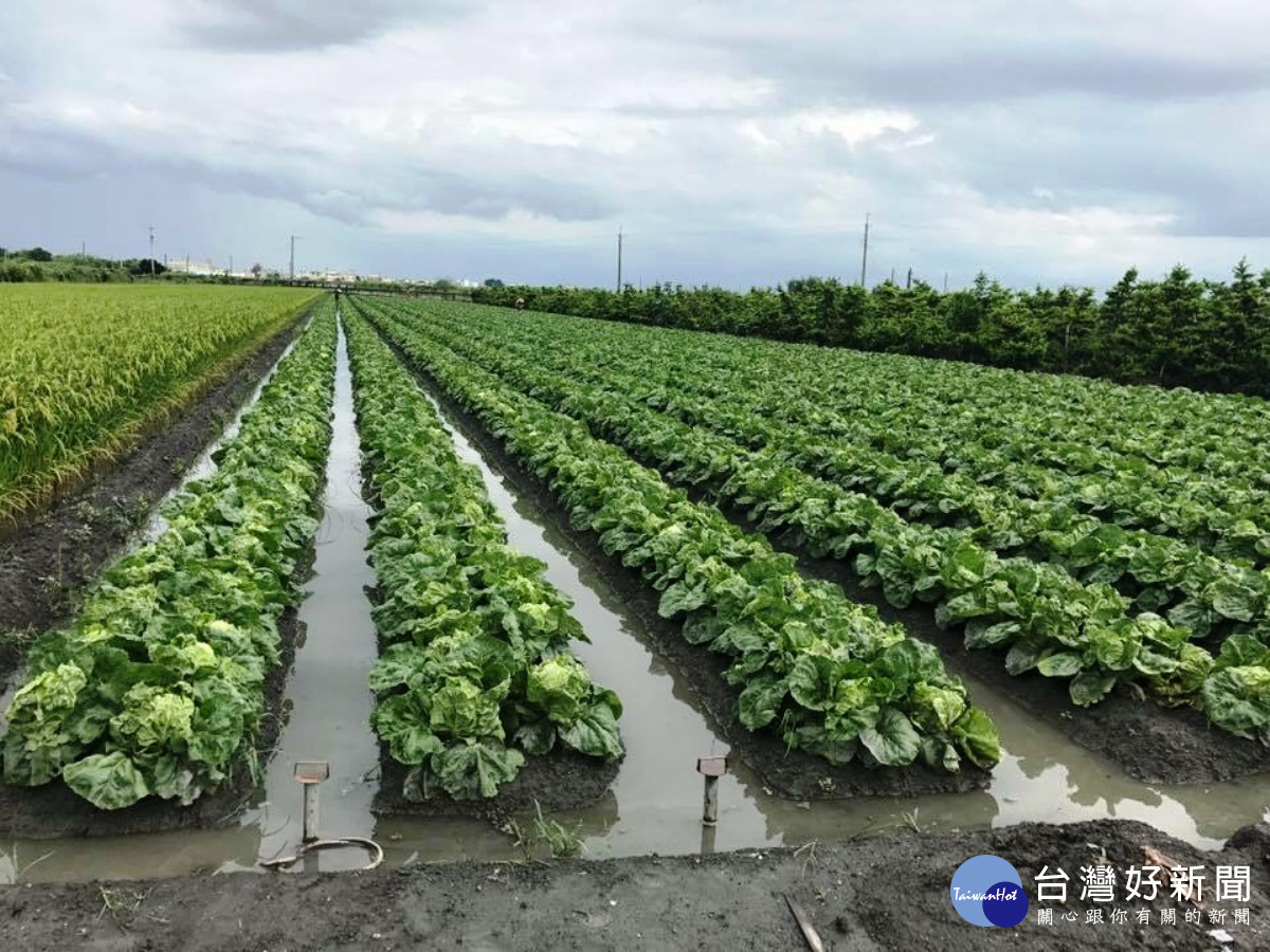 梅雨造成中部葉菜類產地成泡水菜市場預估雨停菜價將跳空大漲 台灣好新聞taiwanhot