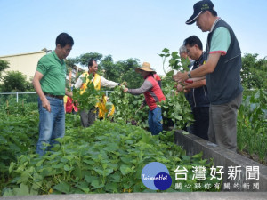 外埔清潔隊開闢愛心農場種植蔬果送關懷據點，市議員吳敏濟、區長

卓義騰等人士一起動手收割，場面透著濃厚溫馨。（記者陳榮昌攝

）