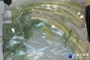 台北市衛生局抽驗蔬果，發現頂好超市敦北陽店的芹菜200g，被驗出殺菌劑Cyprodinil賽普洛0.02ppm（標準：0.01ppm以下)、殺草劑Thiobencarb 殺丹0.02ppm（標準：0.01ppm以
下)（圖／台北市衛生局）