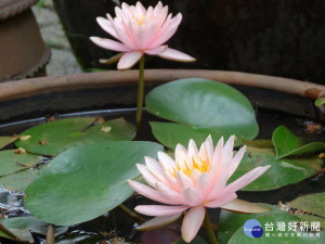 水生植物。（圖／台北市政府工務局提供）