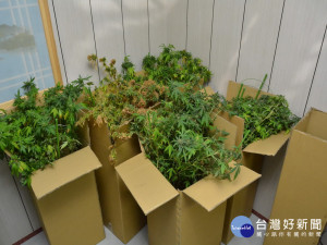 霧峰警方查獲大麻。林重鎣攝