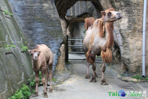 （圖／台北市立動物園提供）