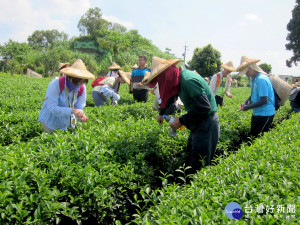 台中教師研習到茶園採茶。（記者扶小萍攝）