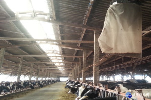 台南市動保處籲養畜禽場注意環境衛生，整理周邊環境。